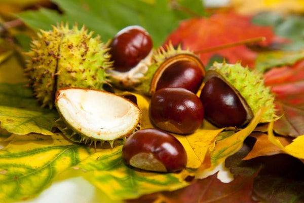 Horse Chestnut Extract