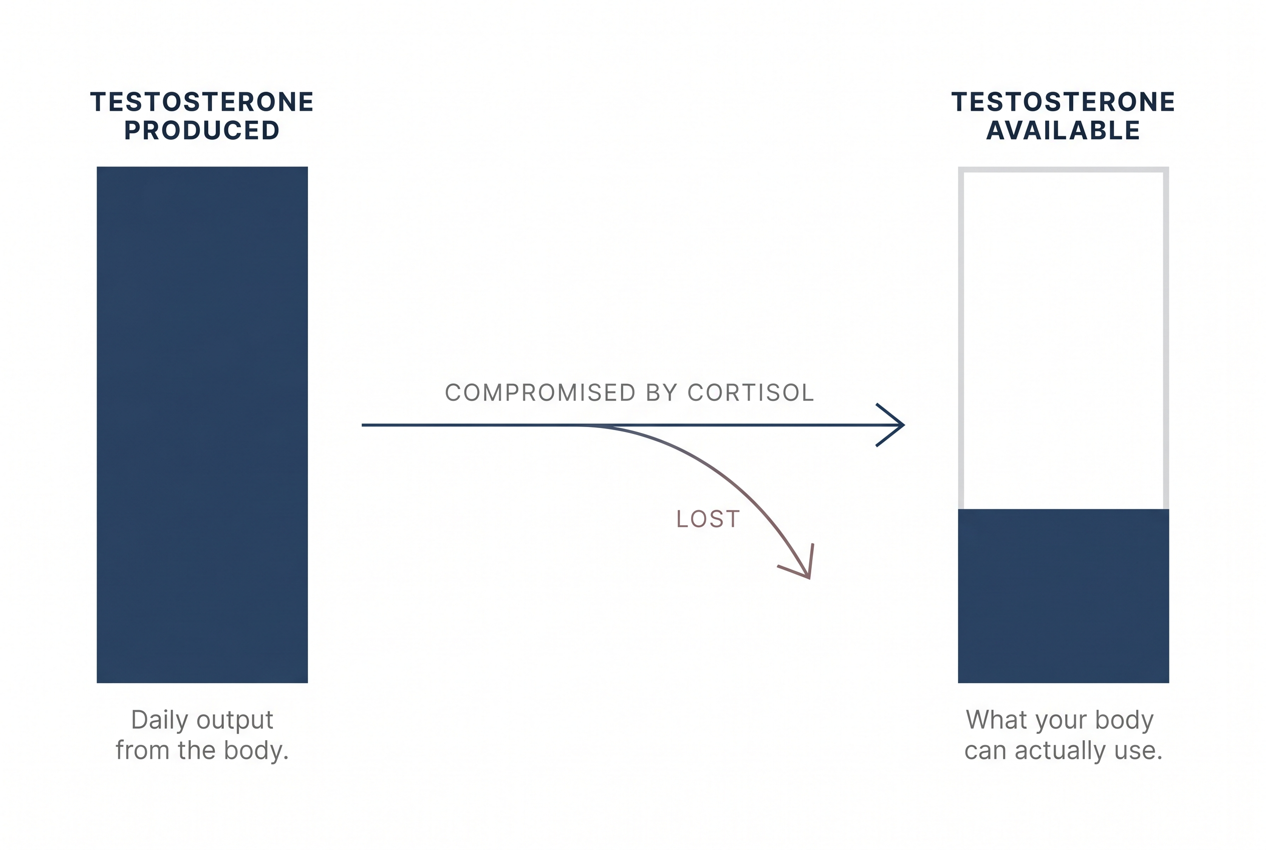 The mechanism: chronic cortisol elevation suppresses testosterone production and compromises what your body can actually use, creating the cluster of symptoms described above.